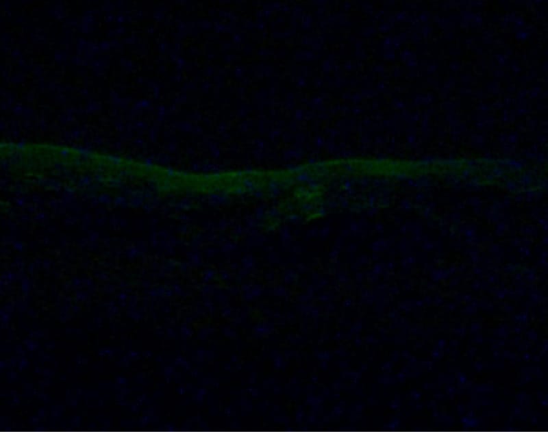 QuSome&reg;無配合の水溶液テスト結果